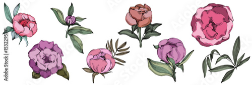 Elegant peonies flower illustration in realistic botanical style, isolated on white background, perfect for wedding invitations, floral prints, greeting cards, packaging design, and romantic decor
