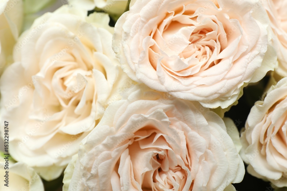 Obraz premium Beautiful peony roses as a background