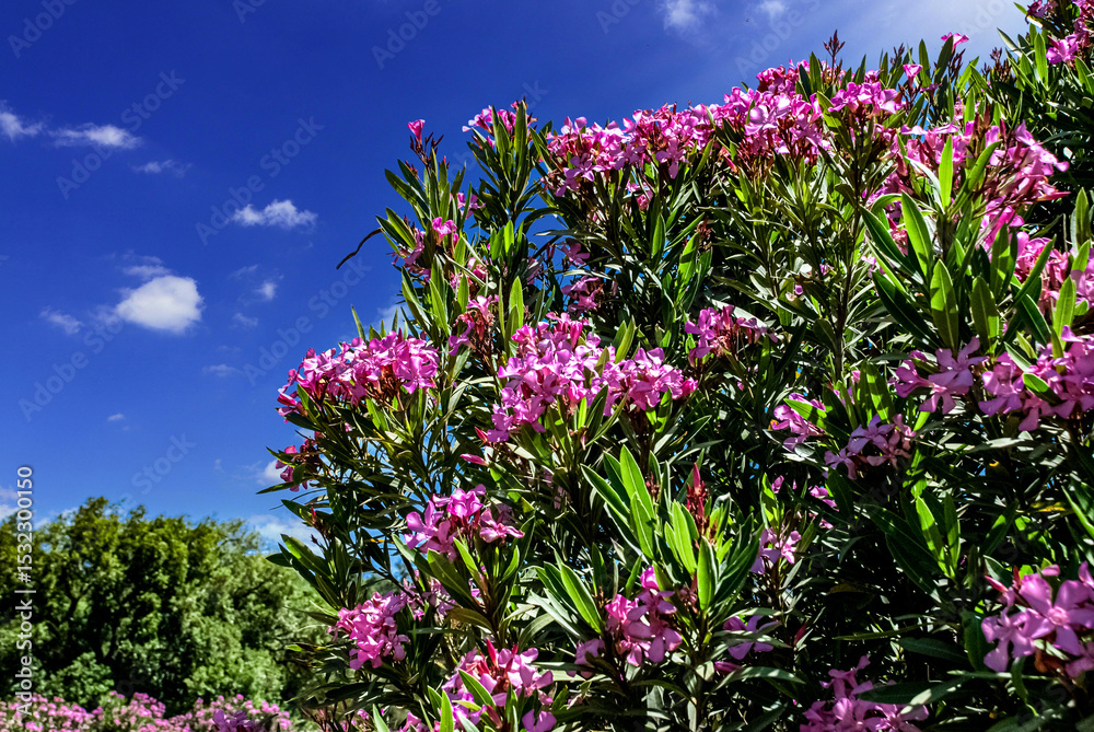 Fototapeta premium purple flowers in the field