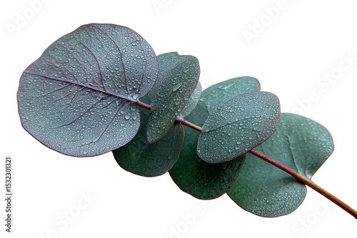 Eucalyptus branch, silver blue leaves covered in morning dew water droplets, white or transparent background, natural botanical wellness spa aromatherapy and organic skincare concepts.
