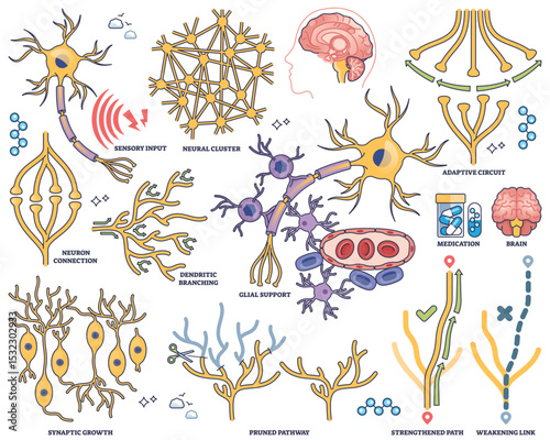 Neuroplasticity shows neuron connections, dendritic branching, and adaptive circuits illustrating brains ability to reorganize. Outline style collection