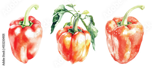Red pepper Watercolor painted vegetables. Fresh colorful veggies vector illustration