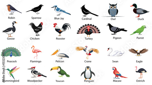 Colorful Vector Icon Set Featuring Twenty Four Bird Species Including Robin, Sparrow, Eagle, Parrot, Owl, And More For Educational Or Decorative Use