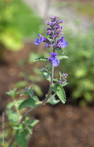 Nepeta faassenii Purrsian Blue, hybrid perennial catmint of horticultural origin