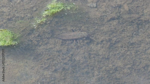 Water scorpions. Nepidae is a family of aquatic Heteropteran insects in the order Hemiptera. Its called water scorpion for their superficial resemblance to scorpions. Needle bugs or water stick insect