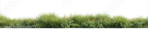 Green Grass Field Background Image