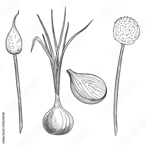 Vector illustration of Onion in outline style. Linear engraving of plant bulb, flower and clove painted by black inks for cooking book or menu design. Drawing of kitchen herb for recipe card.