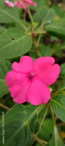 Vibrant Pink Pacar Air Flower in Bloom – Tropical Garden Beauty with Delicate Petals and Lush Green Leaves