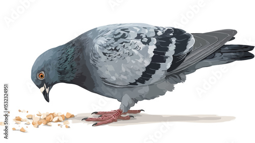 A high-angle, close-up shot depicts a rock pigeon (Columba livia) in the act of feeding on scattered grains against a stark white background.  The image showcases fine details of the bird's
