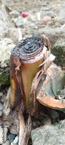 Blackening Banana Plant Stem Resting on Stones – Cut Trunk Begins to Rot on Rocky Surface photo