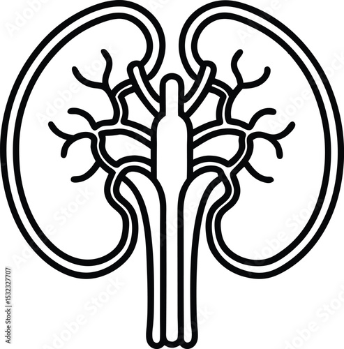 Simple vector illustration of a human kidney showing detailed anatomical structure