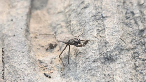 Water scorpions. Nepidae is a family of aquatic Heteropteran insects in the order Hemiptera. Its called water scorpion for their superficial resemblance to scorpions. Needle bugs or water stick insect