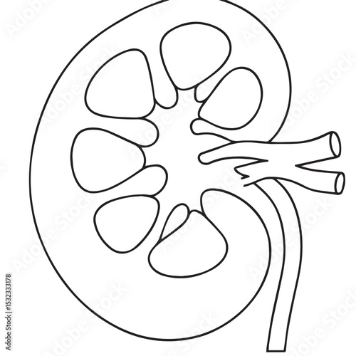 Human Kidney Cross-Section Outline Icon