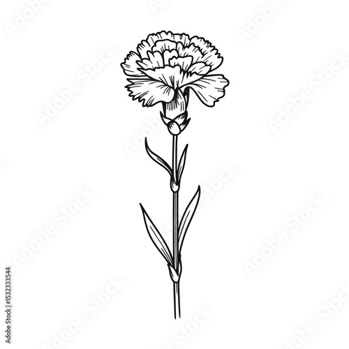 Single dianthus flower line drawing illustration