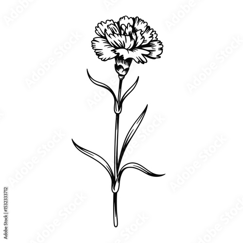 Single dianthus flower line drawing illustration