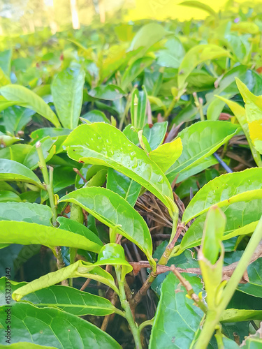 green tea leaves in the plantation