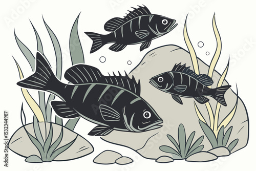 Black Perch Collection