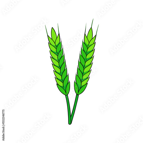 green wheat isolated on white