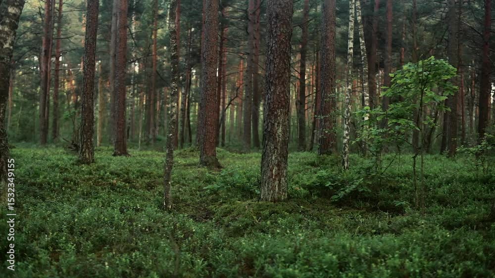 Slow slider shot through a serene pine forest. Tall trees, soft natural light, and a calm atmosphere create a peaceful woodland scene. Recorded with original location sound. Slow slider shot through a serene pine forest. Tall trees, soft natural light, and a calm atmosphere create a peaceful woodland scene. Recorded with original location sound.