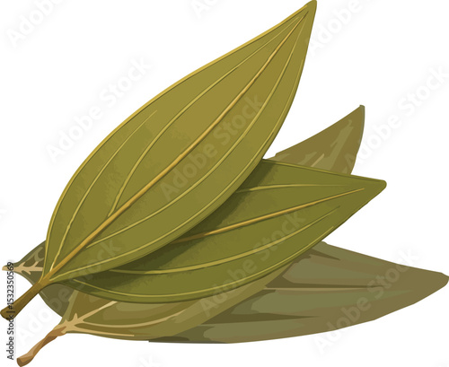 Bay leaf