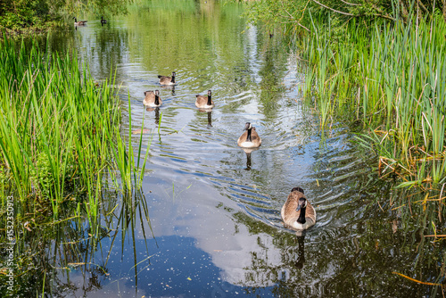 A group of Canada geese swimming through freshwater among tall reeds in a green wildlife reserve in UK summer 1