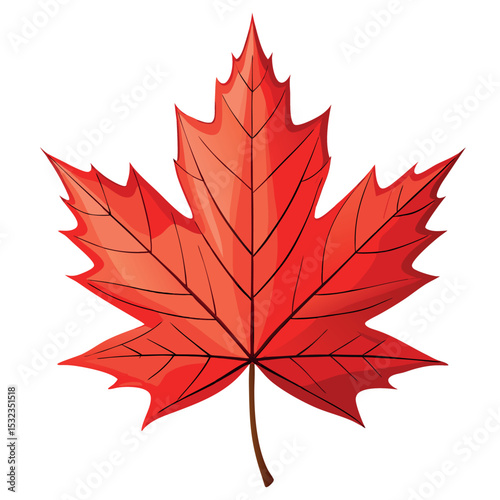 Bold red maple leaf vector illustration. Hand-drawn fall foliage symbol of seasonal change and national pride. Perfect for autumn themes, Canadian holiday decor, and botanical graphic design.
