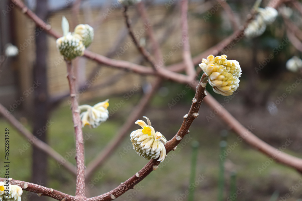 Fototapeta premium Flowers that bloom in the cold early spring.