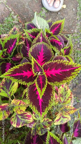 pink and yellow flowers photo