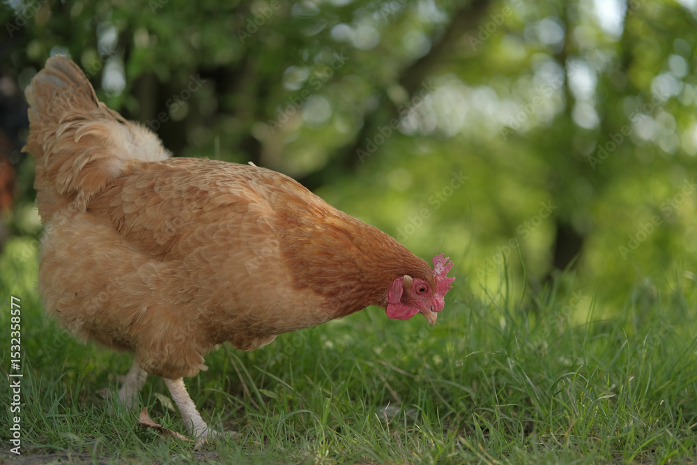 Fototapeta premium A curious brown hen pecking at green grass, captured in a natural outdoor setting.
