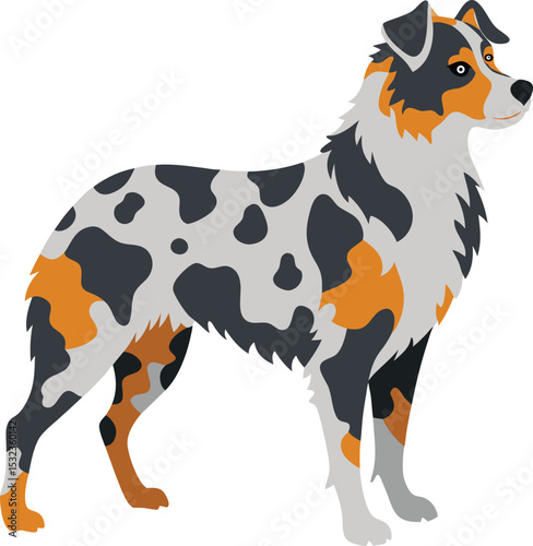 australian shepherd silhouette merle coat pattern vector