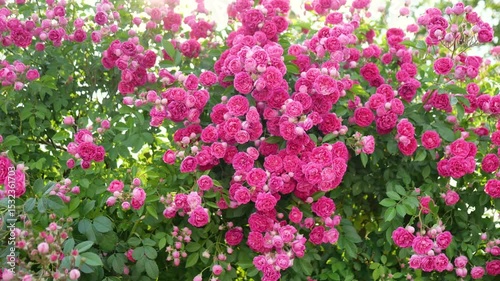 Climbing roses in full bloom in the park