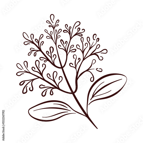 Cinnamon flower with petals in line art style isolated on white background. Perfect for botanical print, spice packaging and culinary theme design.