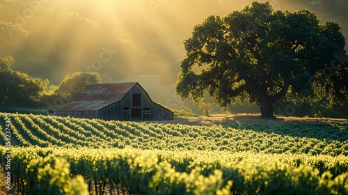 Vineyard Landscape at Sunset with Barn and Tree
