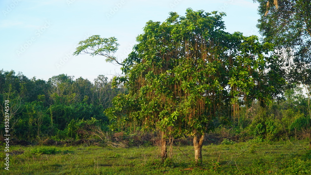 Obraz premium trees in the forest