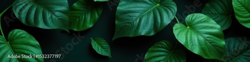 Dark, swirling exotic leaf design Black & varying greens Elegant, moody , exotic, nature