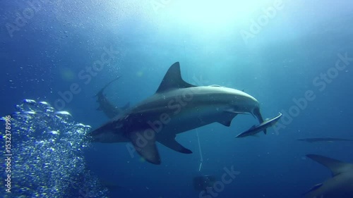 Sharks swim near a suspended object during an open water dive with clear conditions and visible depth.