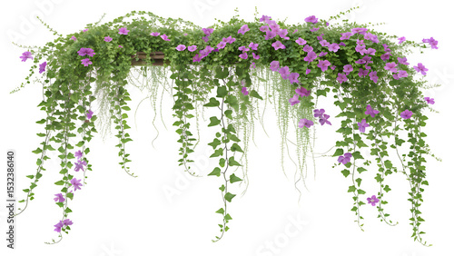 Photography Cascading Creeper with Small Purple Flowers and Lush Green Leaves