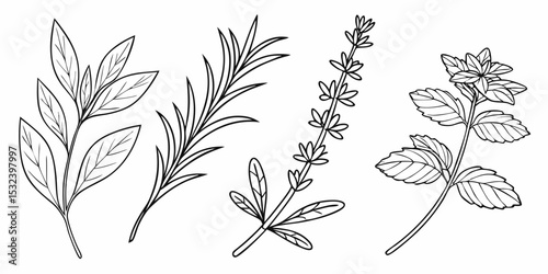 Line drawings of bay leaves rosemary lavender and mint sprigs in black and white simple botanical illustration vector design