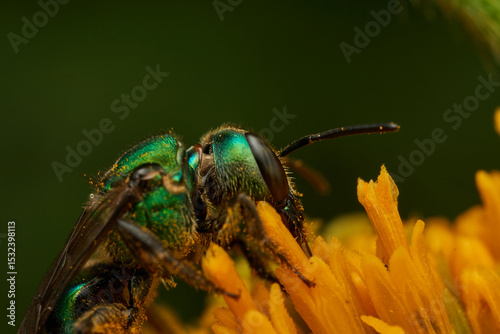 metallic green bee on yellow flower