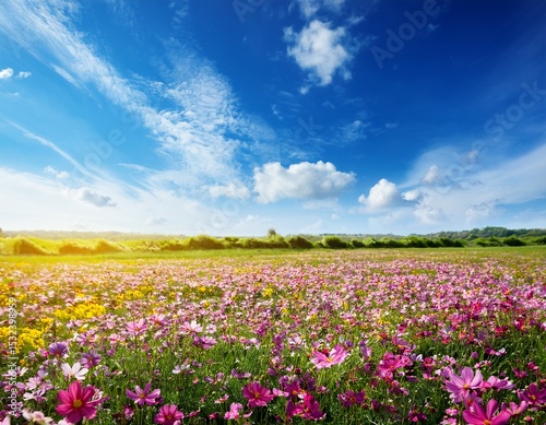 Wallpaper Mural field of spring flowers and perfect sky Torontodigital.ca