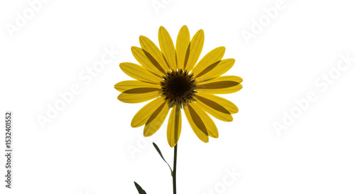 Vibrant yellow sunflower blossom isolated PNG with Transparent Background
