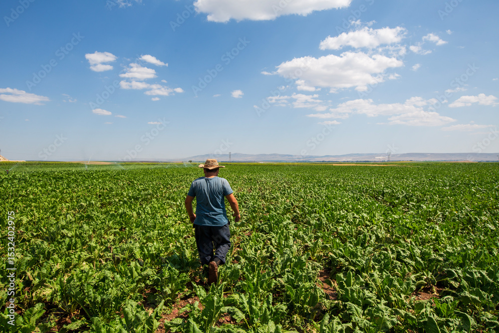 Sugar beet field harvest time Sugar beet field harvest time