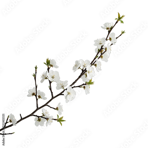 cherry tree flowers