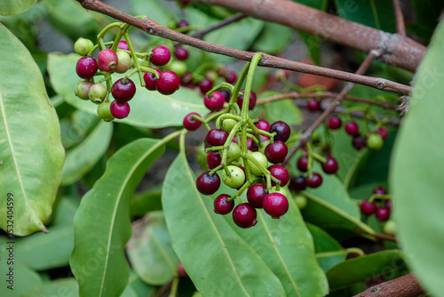 Small black-purple ripe and unripe Syzygium cumini fruits hanging on the tree. Swaying a cluster of Java plum fruits on the tree.