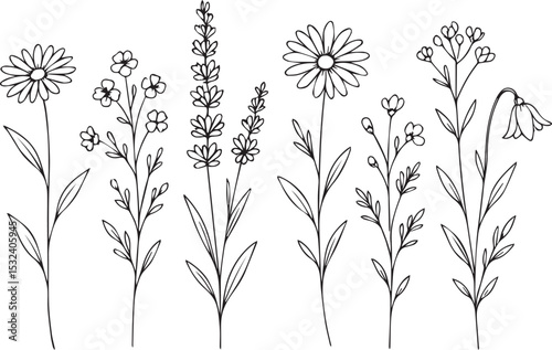 Botanical Line Art Collection Elegant Floral Outlines for Creative Design Projects and Decor