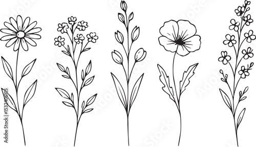 Botanical Line Art Collection Elegant Floral Outlines for Creative Design Projects and Decor