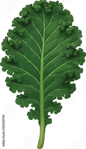 3D kale leaf 