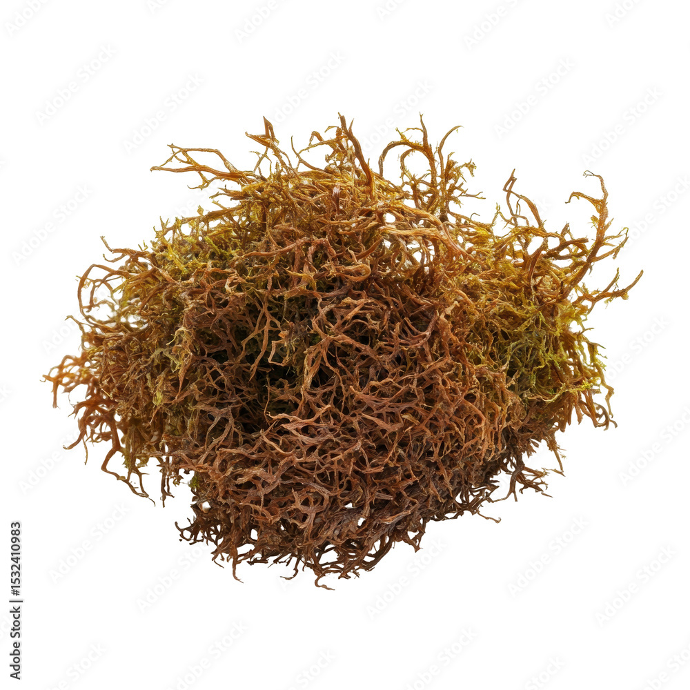 Fototapeta premium Irish Moss, Irish sea moss, Chondrus crispus, edible seaweed, purple, isolated on transparent background