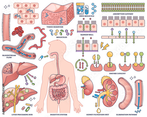 Pharmacokinetics illustrates drug absorption, metabolism, and elimination with organs, molecules, and pathways, transparent background. Outline style collection
