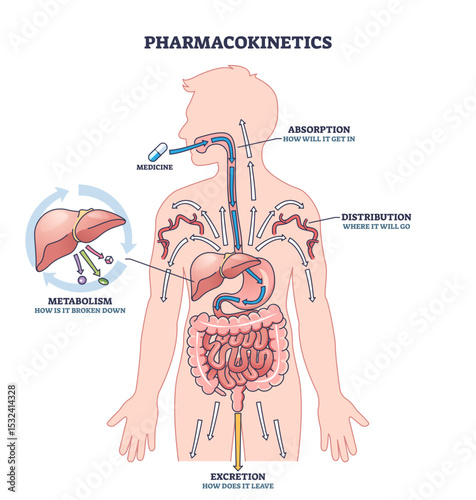 Pharmacokinetics shows how medicine is absorbed, distributed, metabolized, and excreted in the human body, transparent background.Key objects, arrows, organs, medicine.